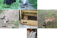 Lola-Lucifer-Elly-Daisy-Rudi-Lulu