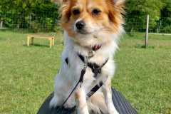 2197_A_24-Foxy-Bild1