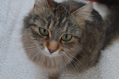 2235_F_24-Hermine-Bild2