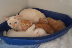 2353-2357_A_24-Sue-und-4-Kitten-Bild1