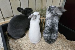 Anke-Sid-Merlin-scaled
