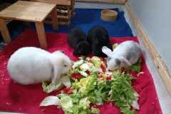 Darius-Maggie-Marie