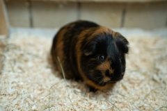 1_DSC09531-scaled