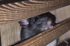 1_Tierfoto-2-e1753173050940