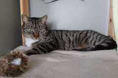 2730_A_25-Simba-Bild1