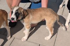 2845_Ue_25-Pippo-Bild2