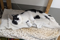 2853_V_25-Leon-Bild1