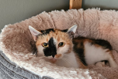 2921_F_25-Honey-Bild2