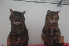 2672_A_25-Minka-Tigerle-Bild1