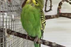 2863_F_25-Mango-Bild2