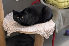 2868_V_25-Lenz-Bild1