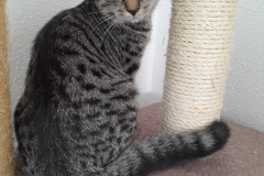 2913_F_25-Volt-Bild3