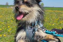 3162_A_26-Fussel-Bild1