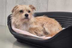 3165_A_26-Wolfi-Bild1