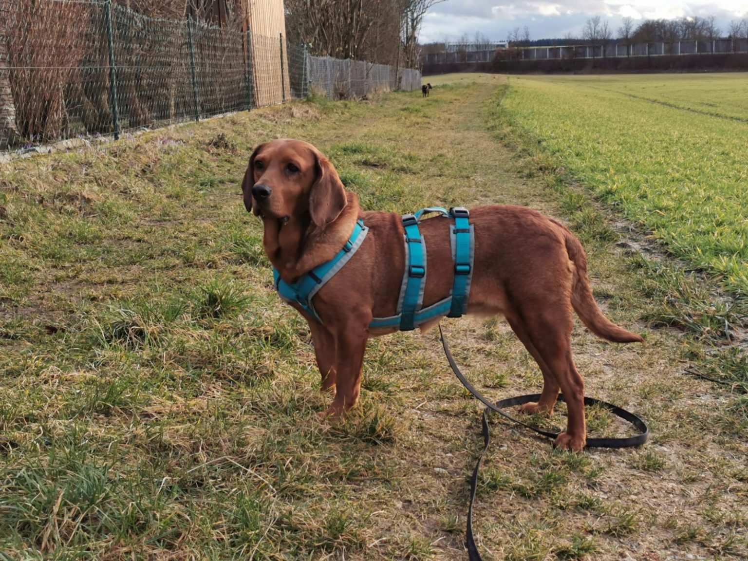 Hunde Tierschutzverein Freising e.V.